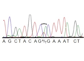 data graph
